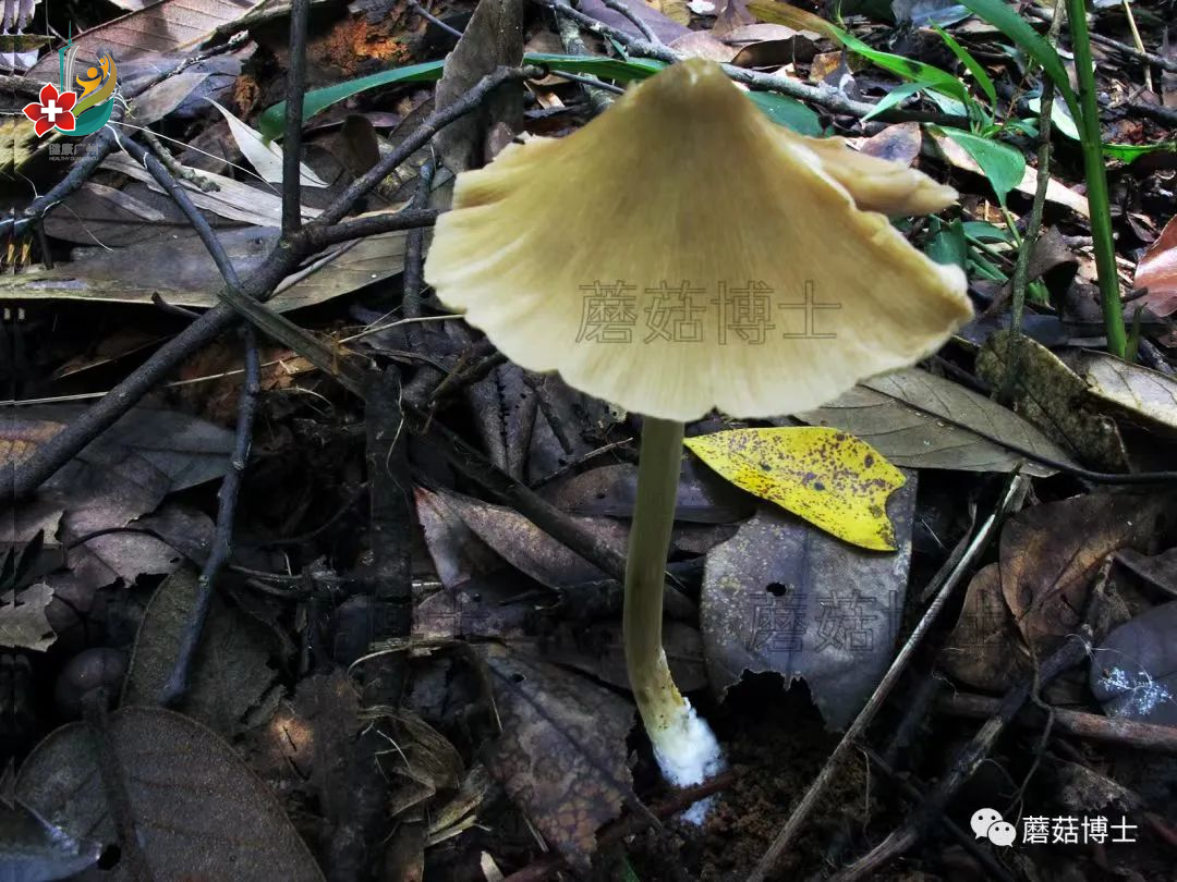 一盘“冒牌”荔枝菌，放倒两个人！认识和不认识野生菌的人都沉默了-广州市健康科普信息平台