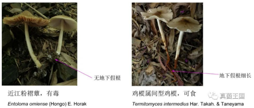 广东街坊注意！这种“伪装者”专骗采菇人-广州市健康科普信息平台